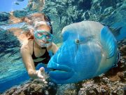Your Trips Guide - One Hour Boat & Snorkeling Trip