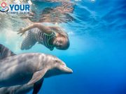 Dolphin House Snorkeling Sea Trip