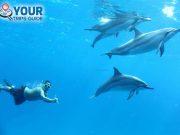 Dolphin House Snorkeling Sea Trip