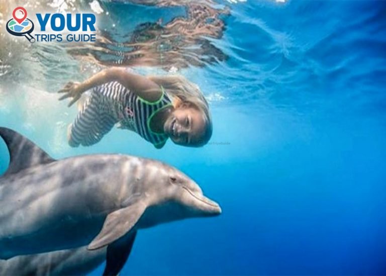 Dolphin House Snorkeling Sea Trip