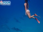 Dolphin House Snorkeling Sea Trip