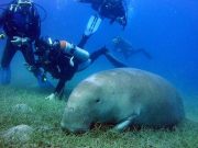 Abu Dabbab over day Snorkel with Turtles & Dugong